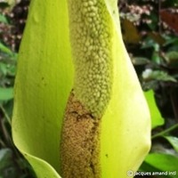 Amorphophallus nepalensis Photo: J. Amand